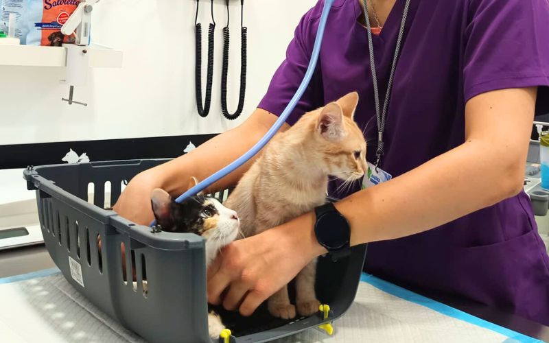 Como reduzir o stress do seu animal nas idas ao Veterinário?