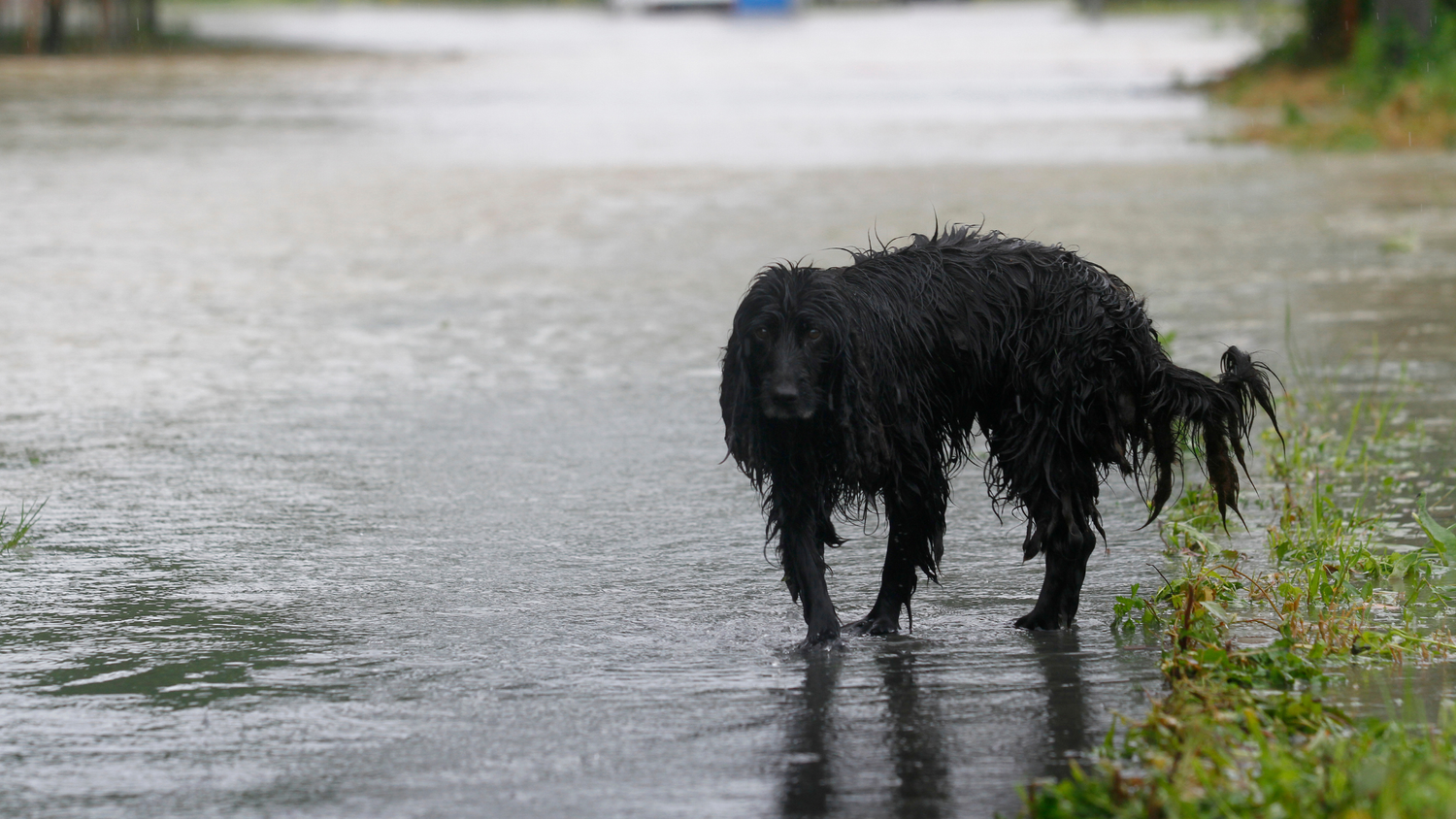 Cuidados a ter com os animais em períodos de tempestade e risco de inundação