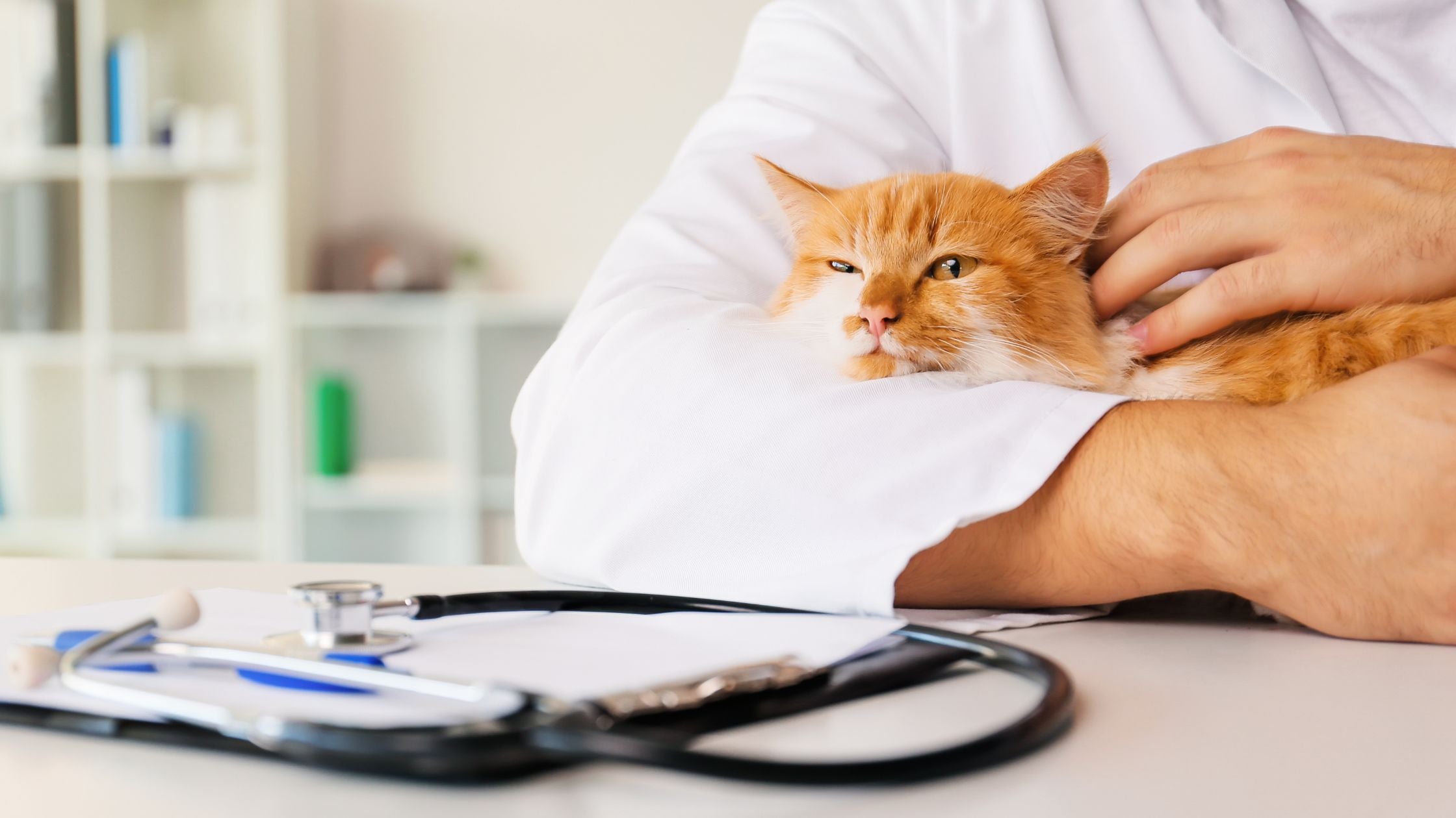 A Primavera está a chegar: atenção às alergias em cães e gatos