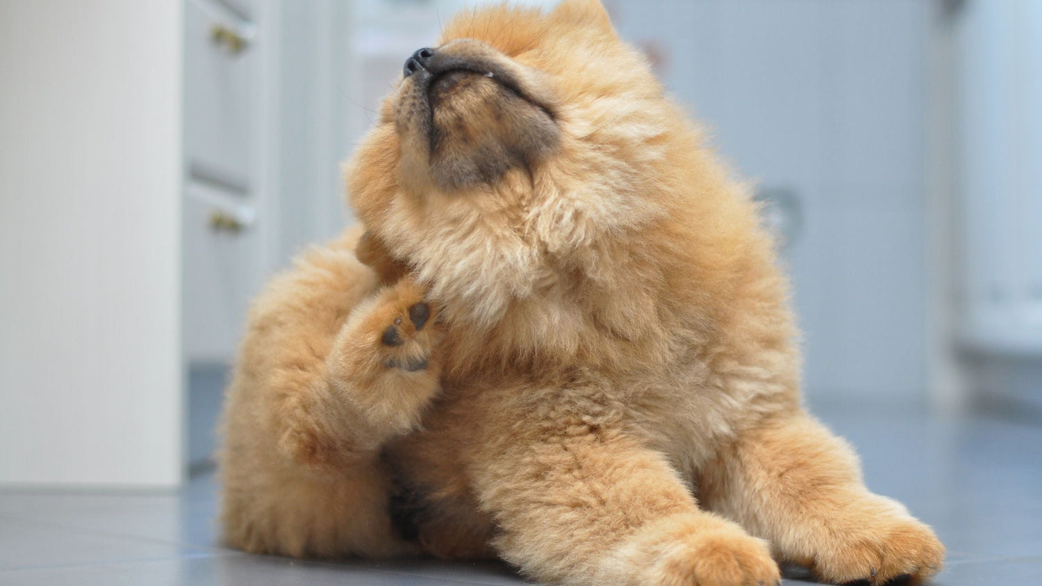 Ainda não viu pulgas? Pode já ser tarde!