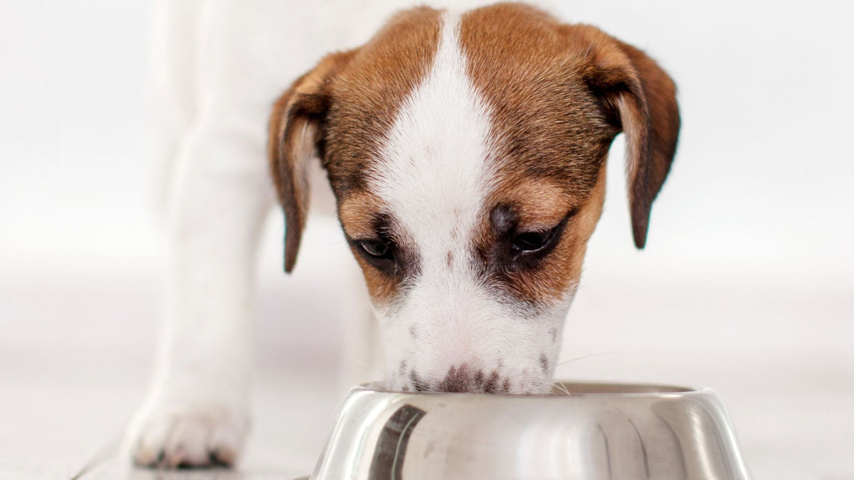 Quando devo mudar da ração puppy para adulto?