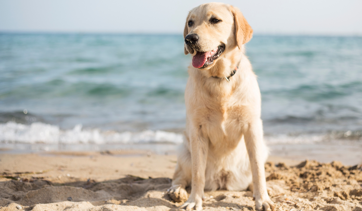 Cuidados Essenciais com os Animais no Verão