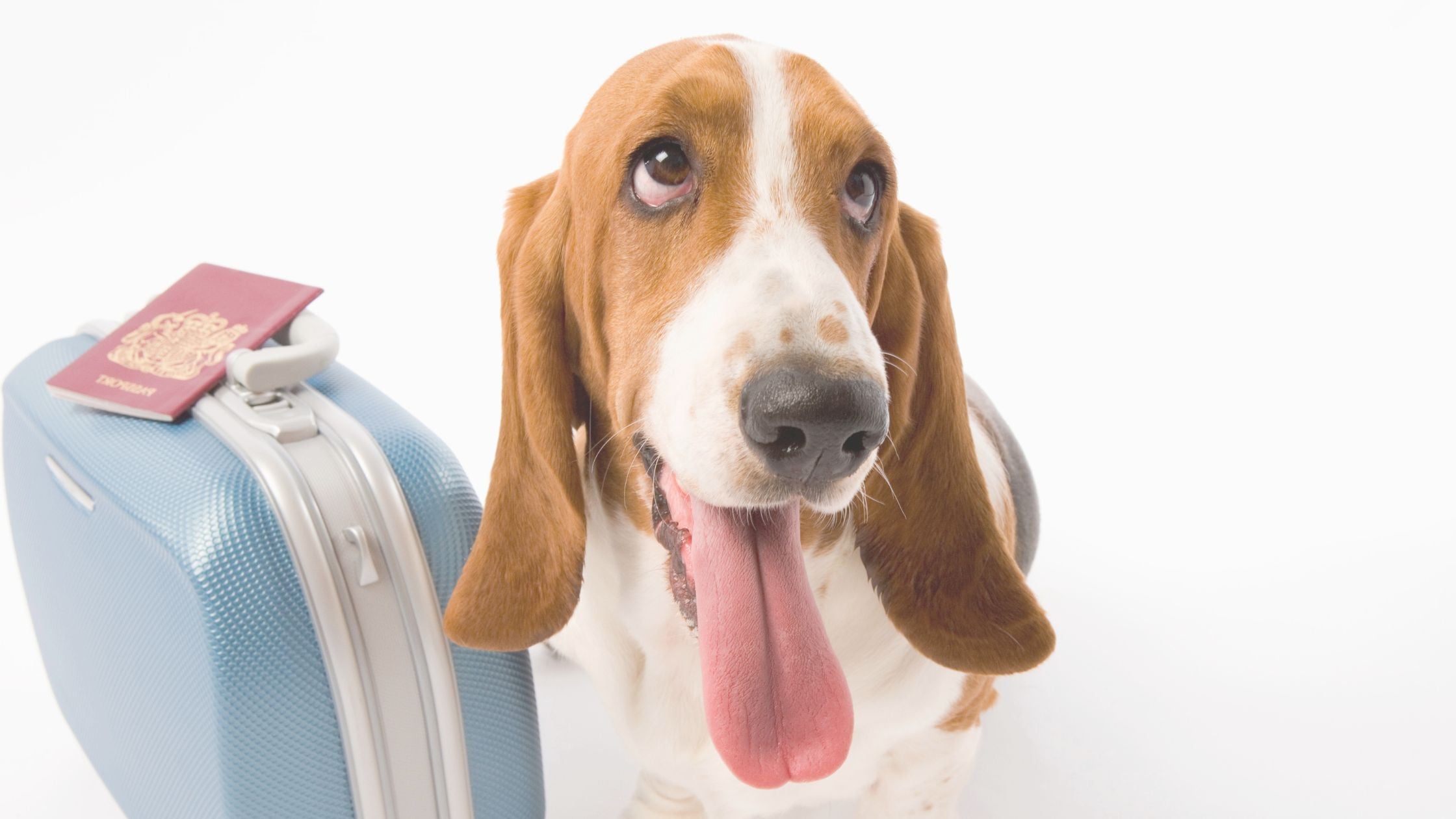 Vai viajar com o seu animal? Tudo o que precisa de saber!