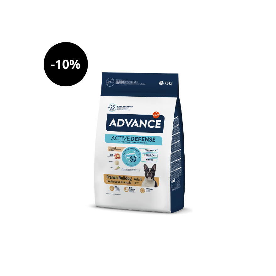 Bulldog francés avanzado