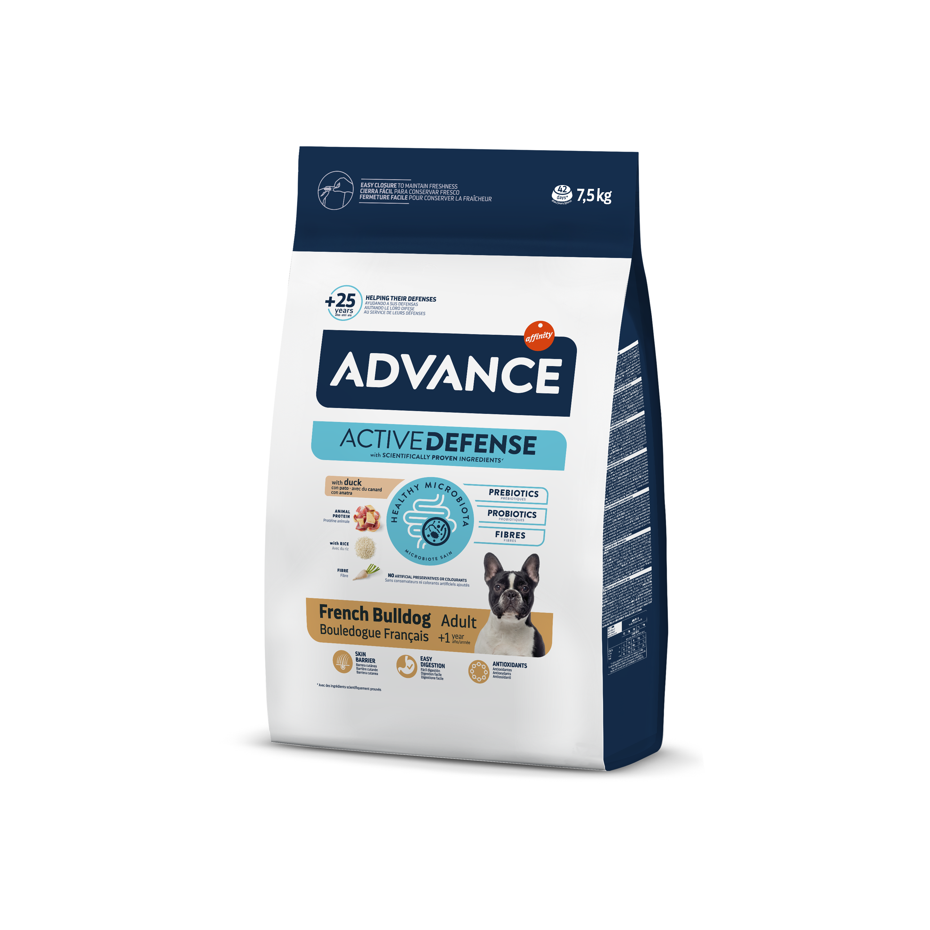 Bulldog francés avanzado