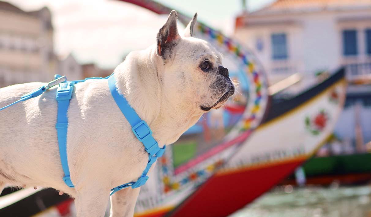 Peitoral Dashi Harness ColorFlex Azul