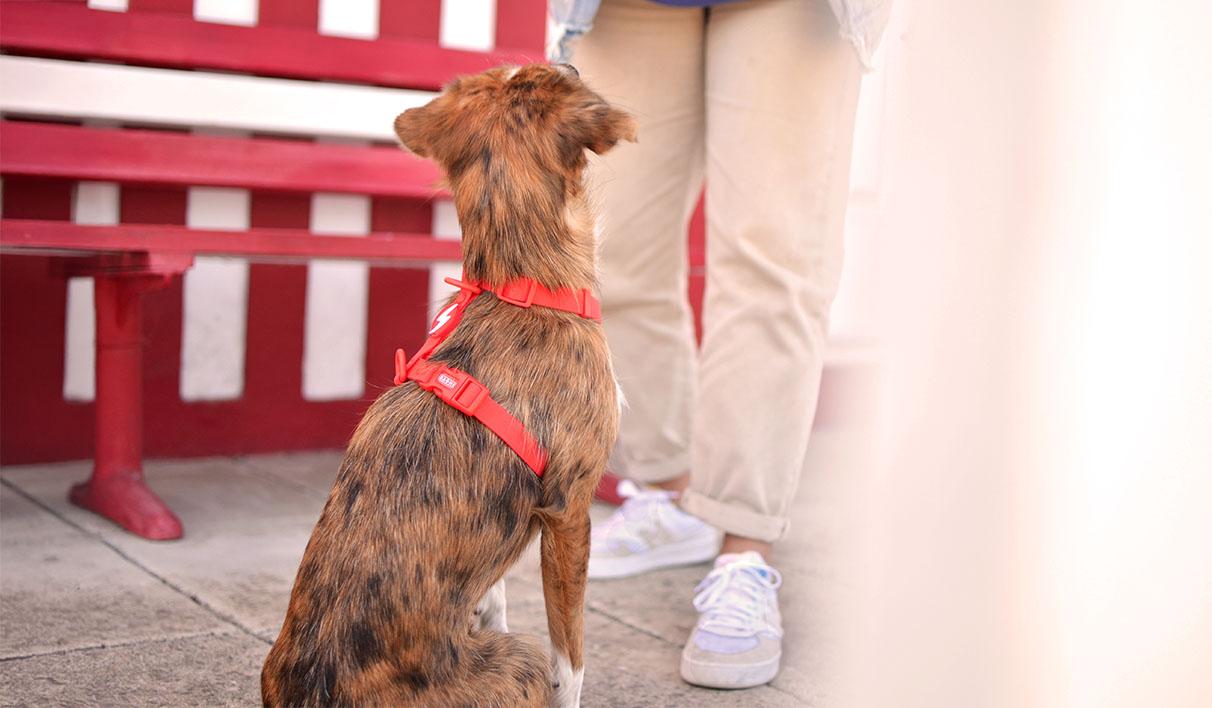 Peitoral Dashi Harness ColorFlex Vermelho