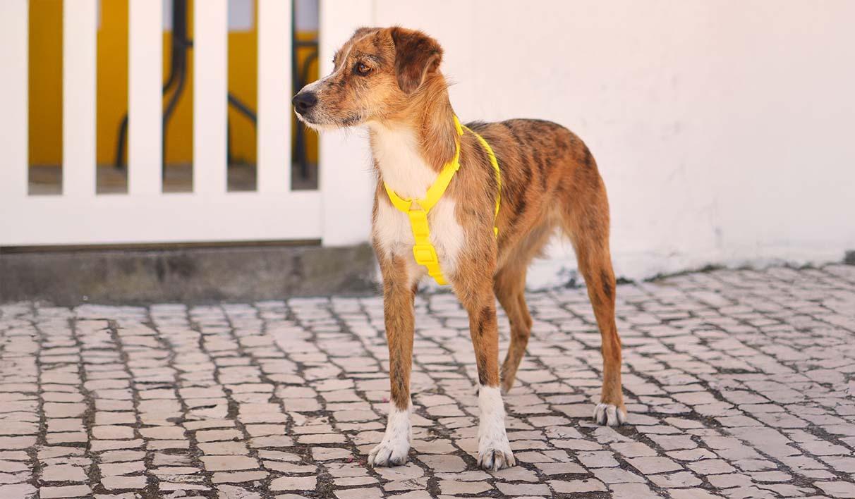 Peitoral Dashi Harness ColorFlex Amarela