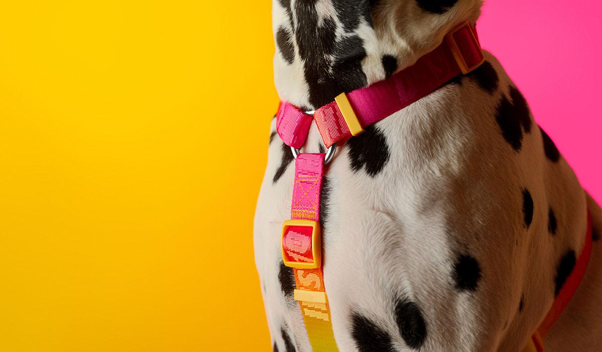 Peitoral Dashi Harness Lumix Solar
