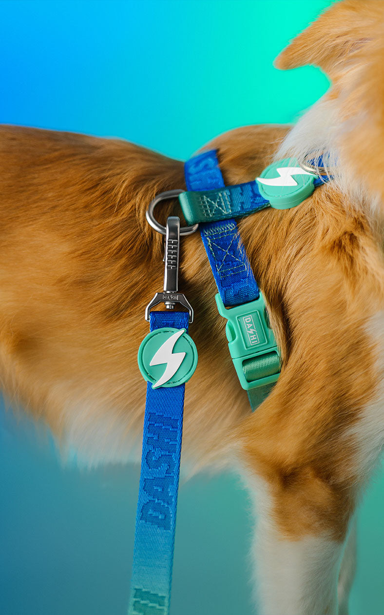 Trela Dashi Harness Lumix Haze Borealis