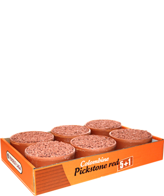 Colombine Pickstone rojo "Bandeja 5+1"