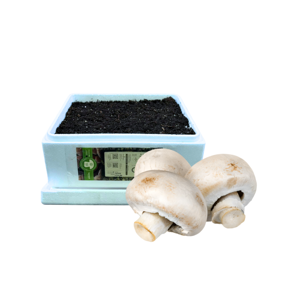 Kit Produção de Champignon 7kg / 10Lt ( Hobby)