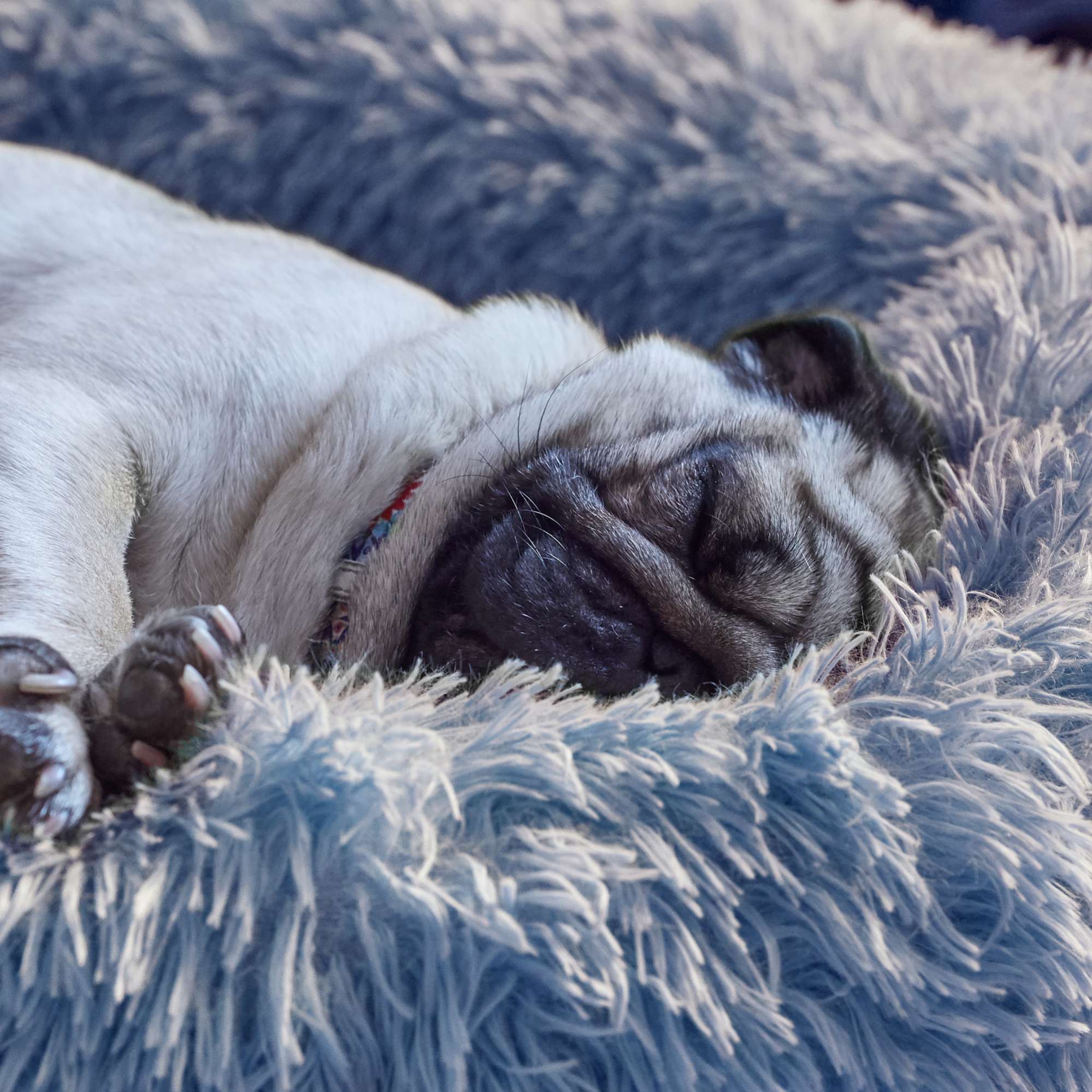 Cama Redonda Fur Azul