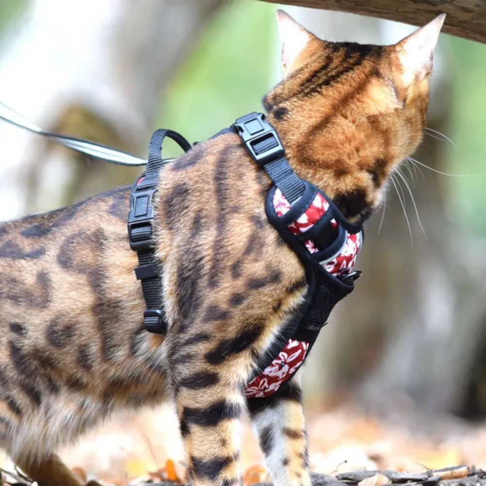 Peitoral Gato Rando Monoi XS