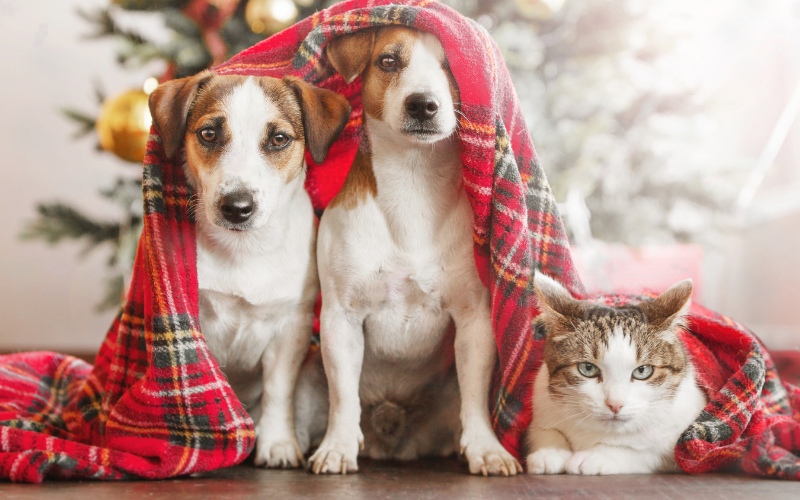 Cuidados a Ter com os seus Animais nas Épocas Festivas