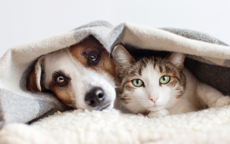 Cuidados com as Articulações dos Animais no Outono e Inverno