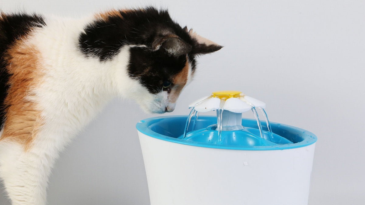 Como incentivar o seu gato a beber mais água?