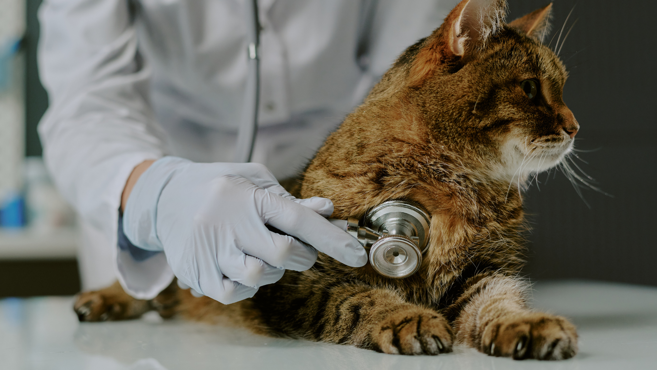 Como preparar o seu animal para uma visita ao veterinário?