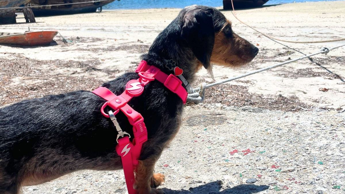 Como escolher o peitoral ideal para o seu cão?