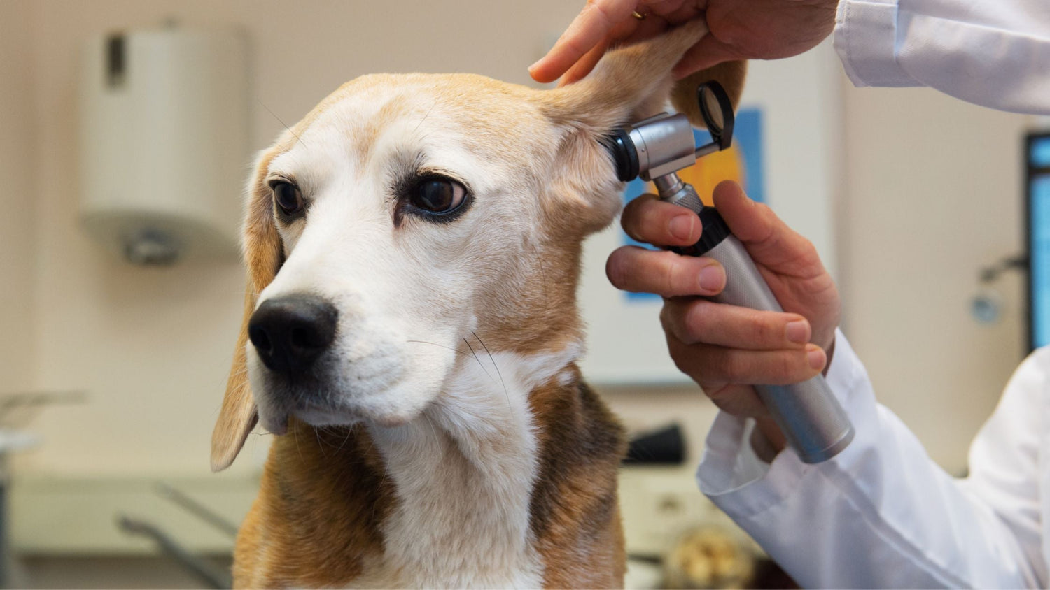 Mais passeios, mais riscos: cuidados com os cães na mudança de estação