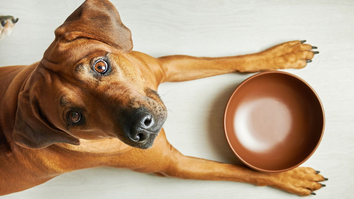 Quantas vezes por dia devo alimentar o meu cão?