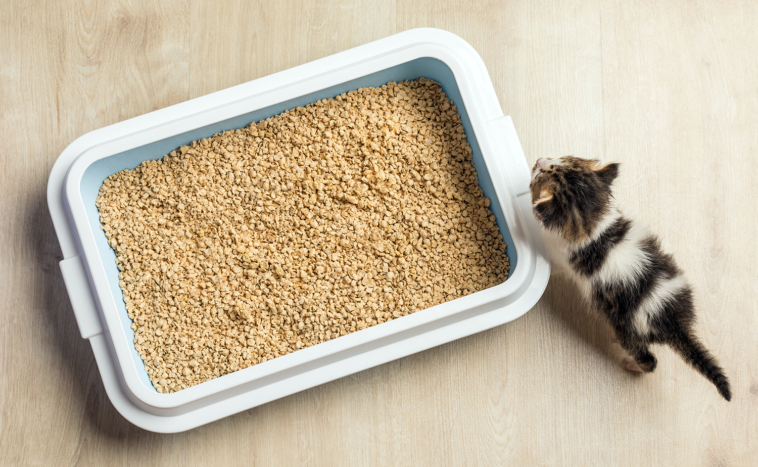 Como Escolher a Areia Ideal para o Seu Gato?