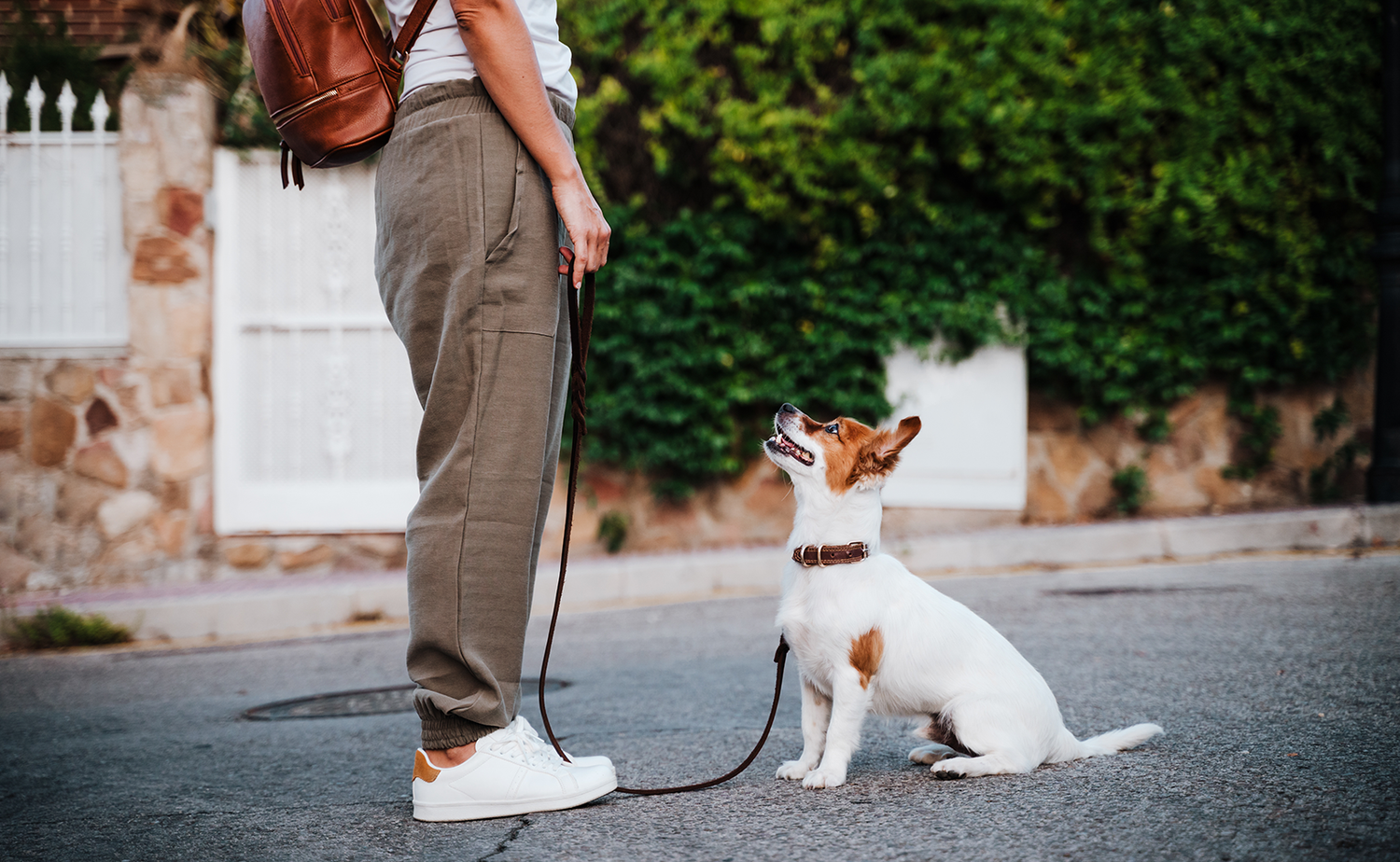 Férias com os seus Animais? Saiba que cuidados deve ter!
