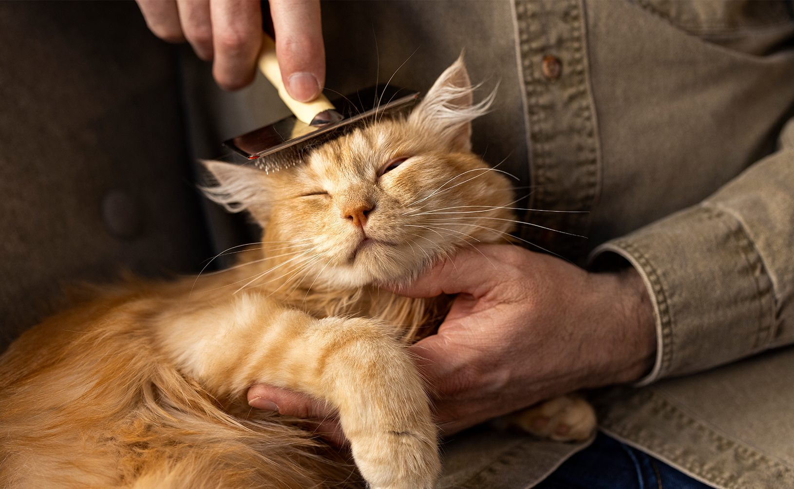 Queda de pêlo? O que fazer?
