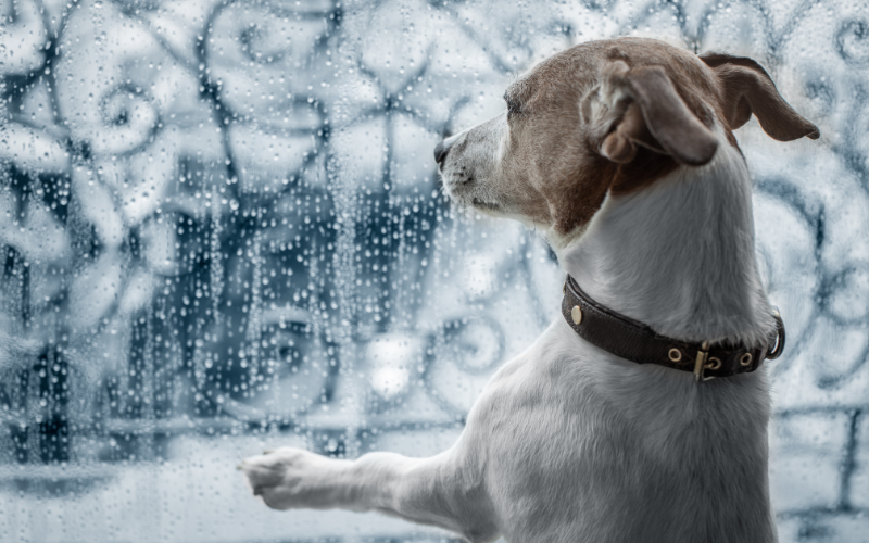 Trovoadas e Mau Tempo: Porque os Animais Ficam Assustados e Como os Podemos Proteger