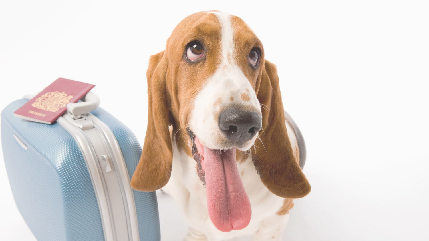 Vai viajar com o seu animal? Tudo o que precisa de saber!