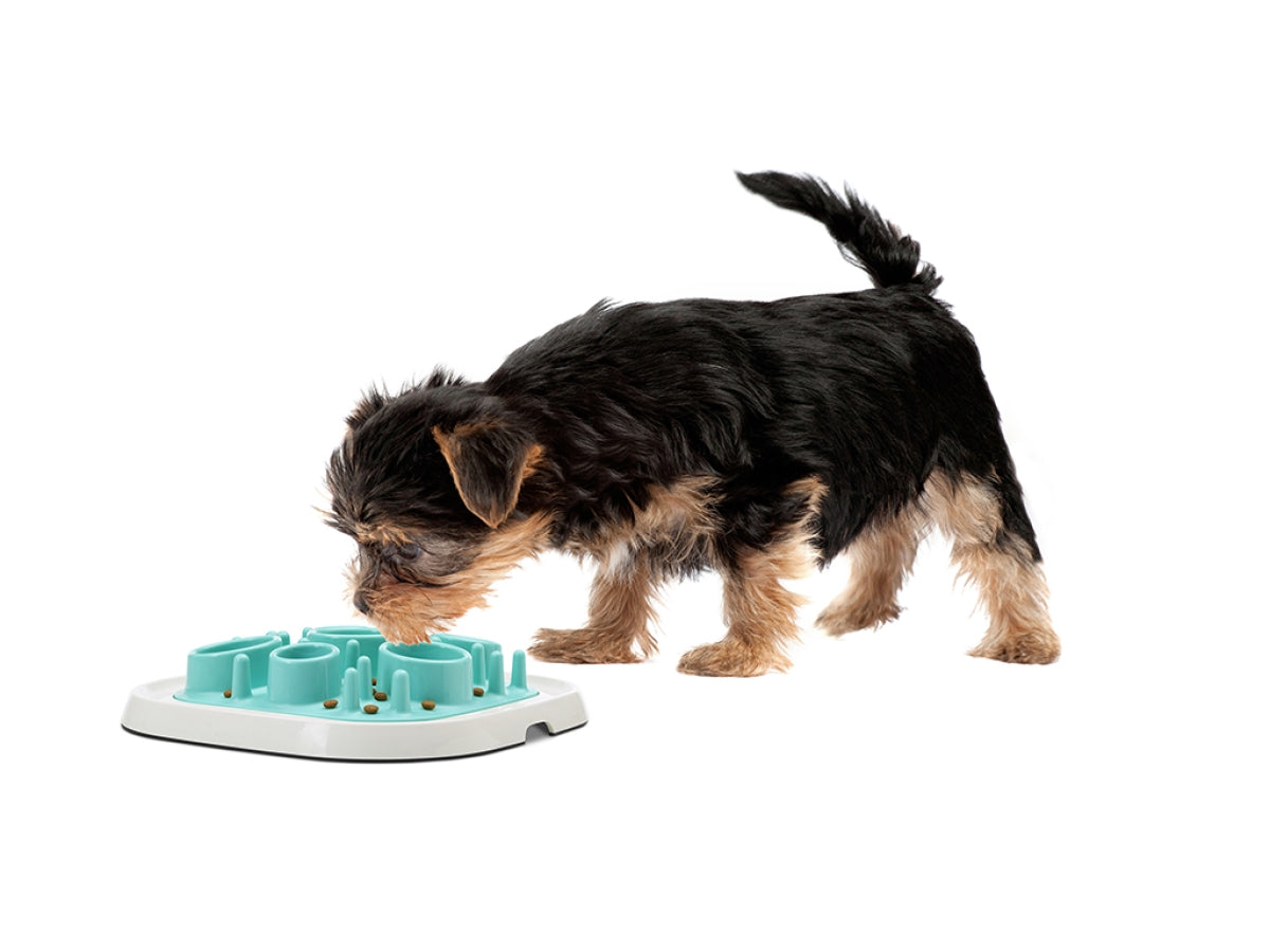 Pet Enigma - Alimentador lento