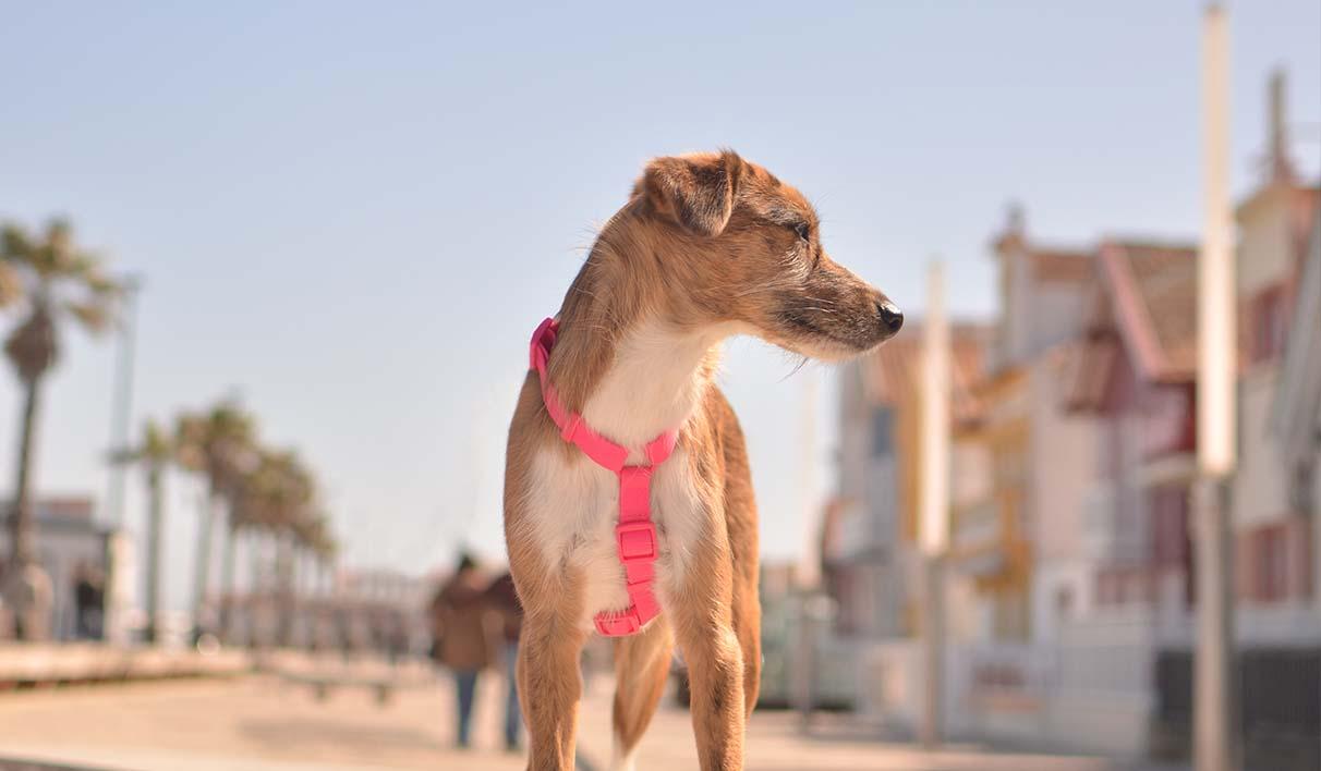 Peitoral Dashi Harness ColorFlex Rosa
