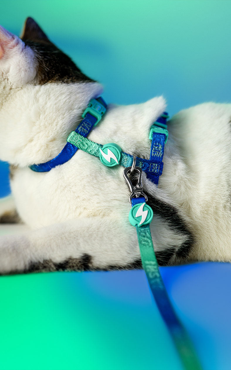 Dashi Cat Arnês + Trela Lumix Borealis
