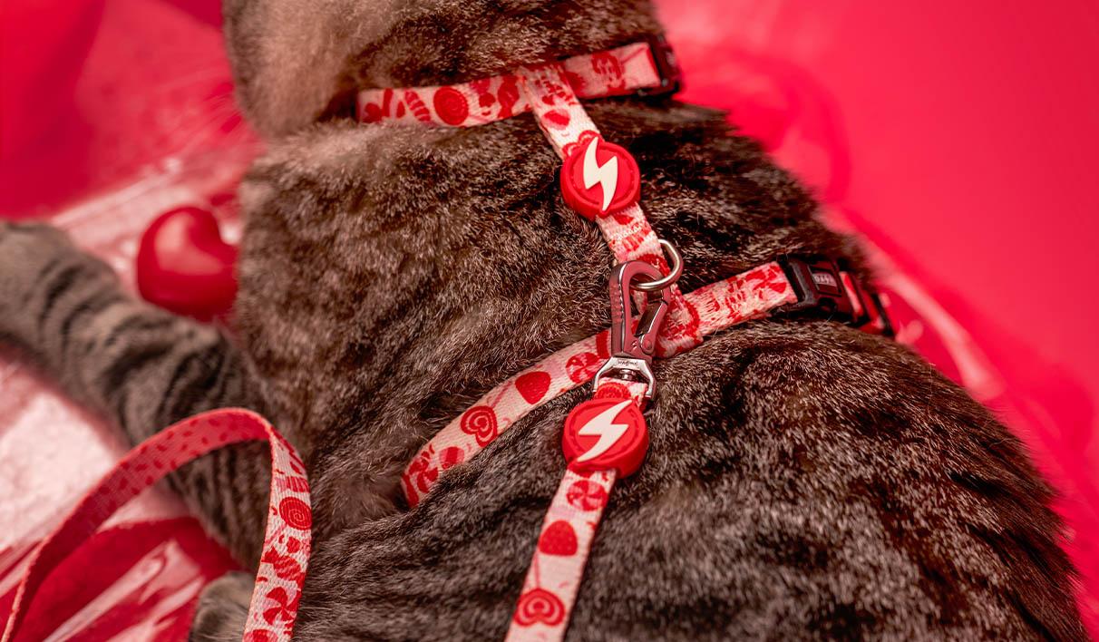 Dashi Cat Arnês + Trela Donut