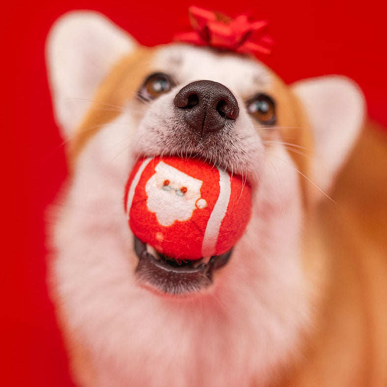 Dashi Squeaky Tennis Ball christmas Edition
