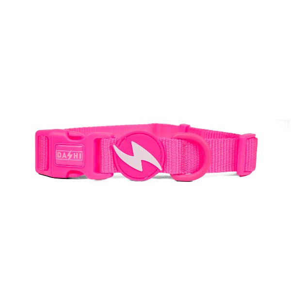Coleiras Dashi Neon