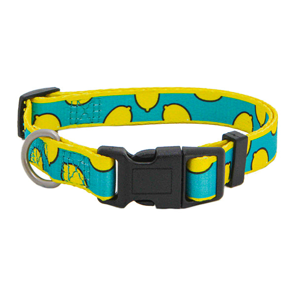 Coleira em Nylon Freedog