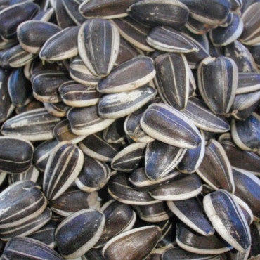 Girasol pequeño a rayas