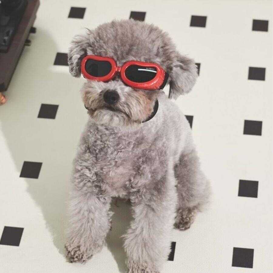 Óculos de Sol Vermelhos Cão