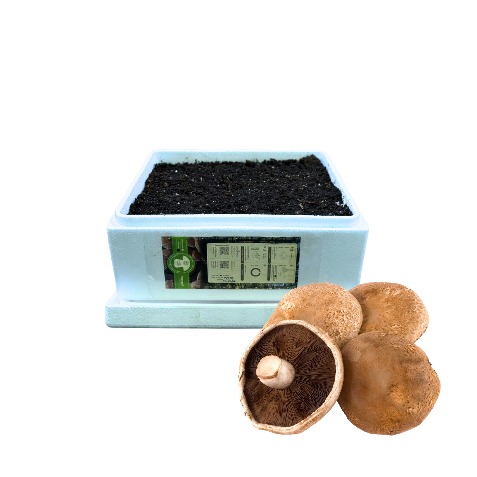 Kit Produção de Portobello 7kg / 10Lt ( Hobby)